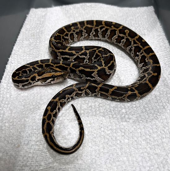 Normal Het Piebald, Ph Patternless, Granite, Albino, Caramel Burmese