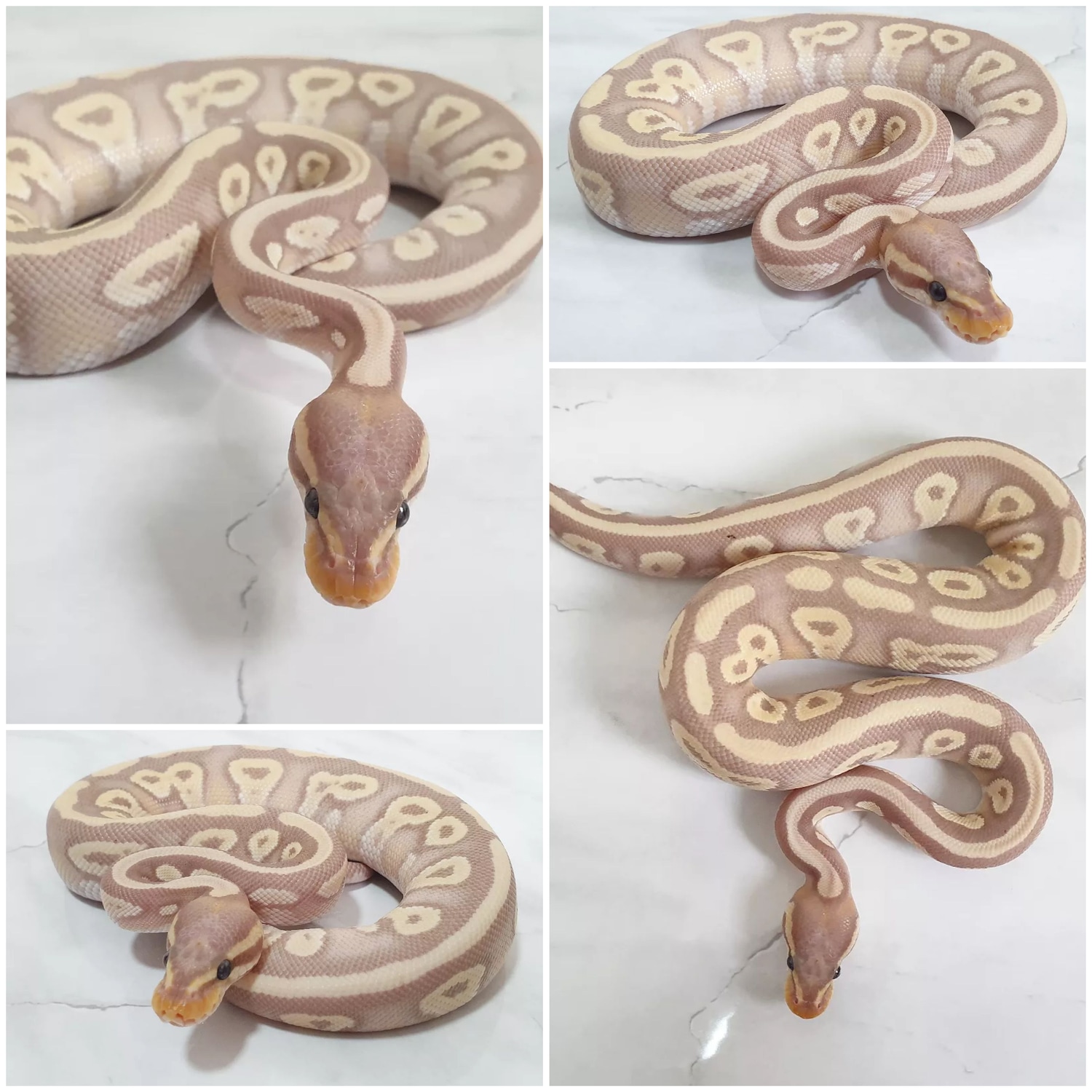 Banana Mojave Gravel Or Yellow Belly Ball Python by Serpents Cove