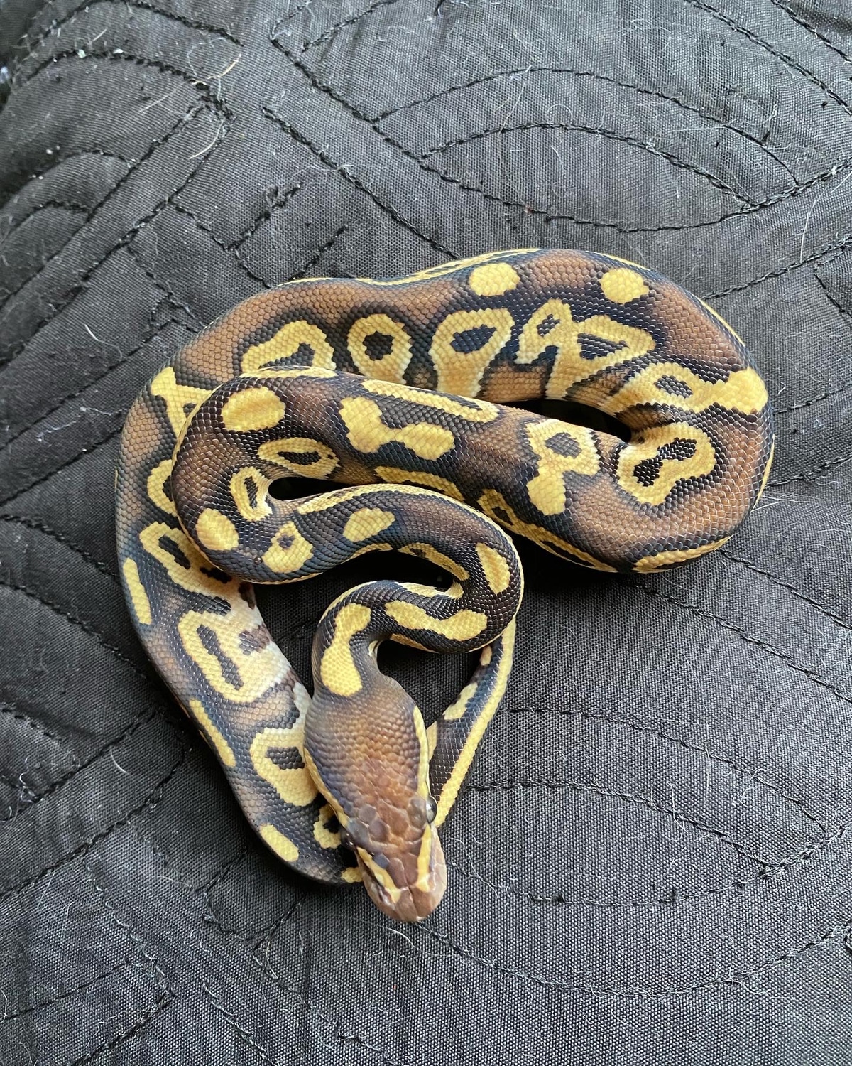 Het Red Axanthic Mojave Ball Python by Switch’s Cut and Buffed Exotics ...