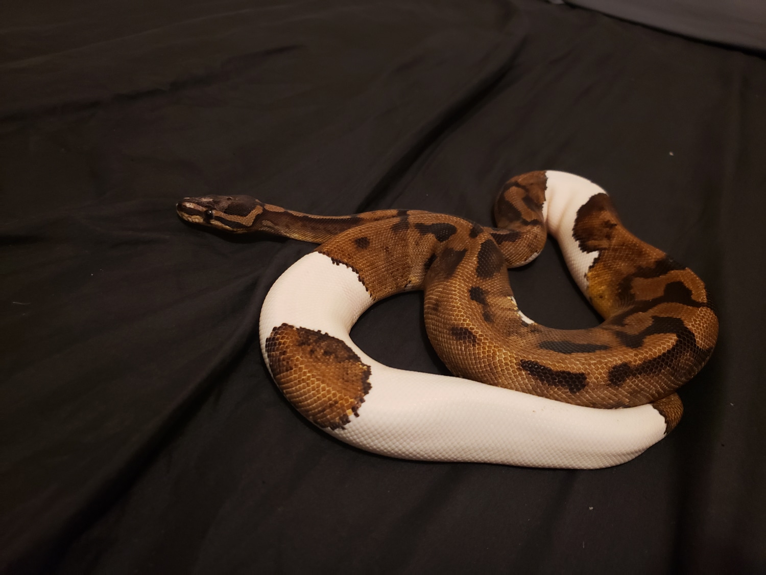 Scaleless Head Pied Ball Python by SDG ball pythons - MorphMarket