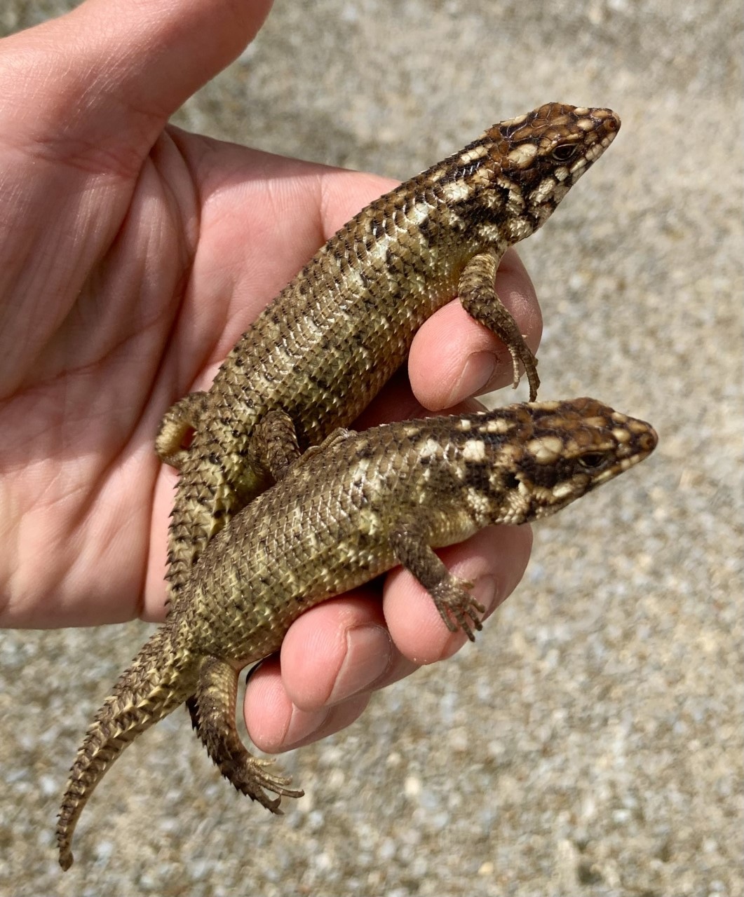 Egernia Hosmeri Other Skink by Seth's Sand Boas MorphMarket