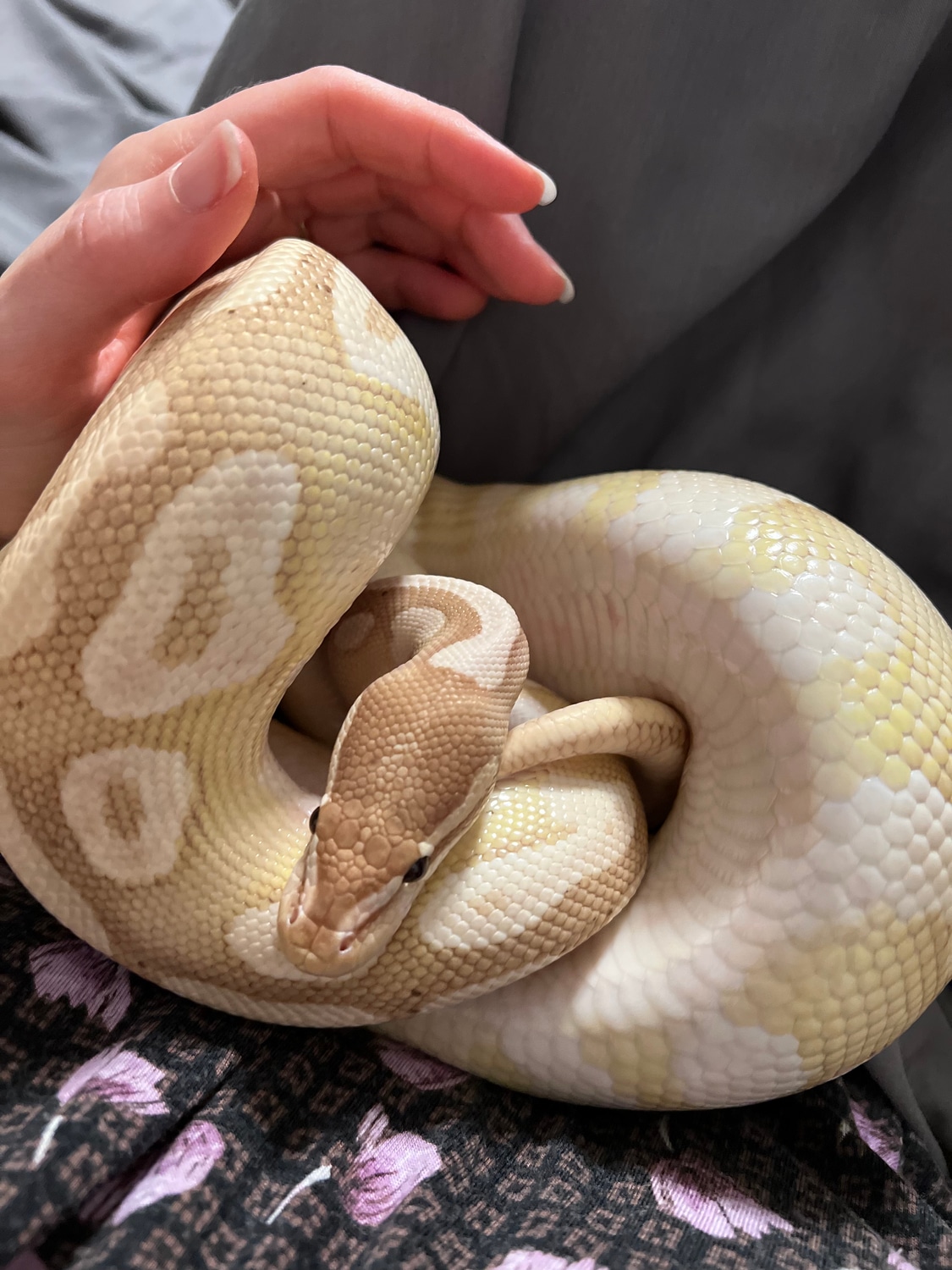 Banana Mojave Ball Python by Magnolia Pythons and Boas MorphMarket