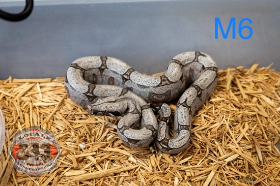 boa constrictor amarali premio de roma pythons and... Bolivian Amarali Short-Tailed Boa Constrictor by Locale Constrictors