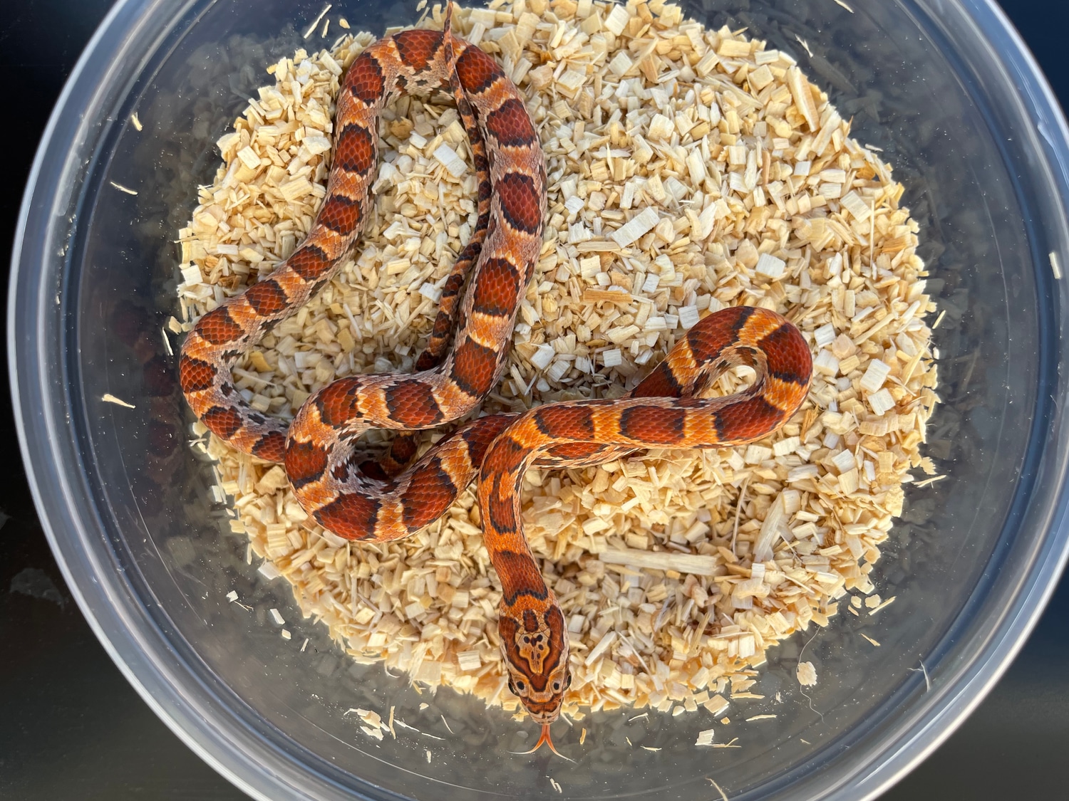 Sunkissed Okeetee Corn Snake by SevenHeaded Serpents MorphMarket US