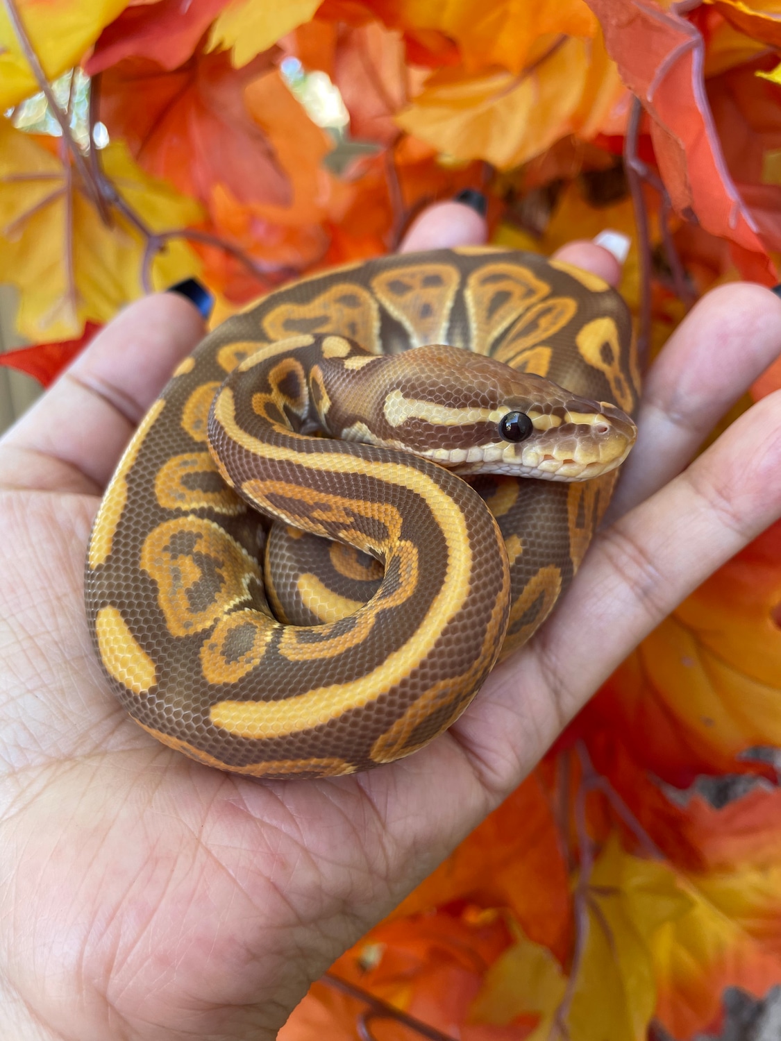 Black Pastel Ultramel *FREE SHIPPING* Ball Python by SevenHeaded