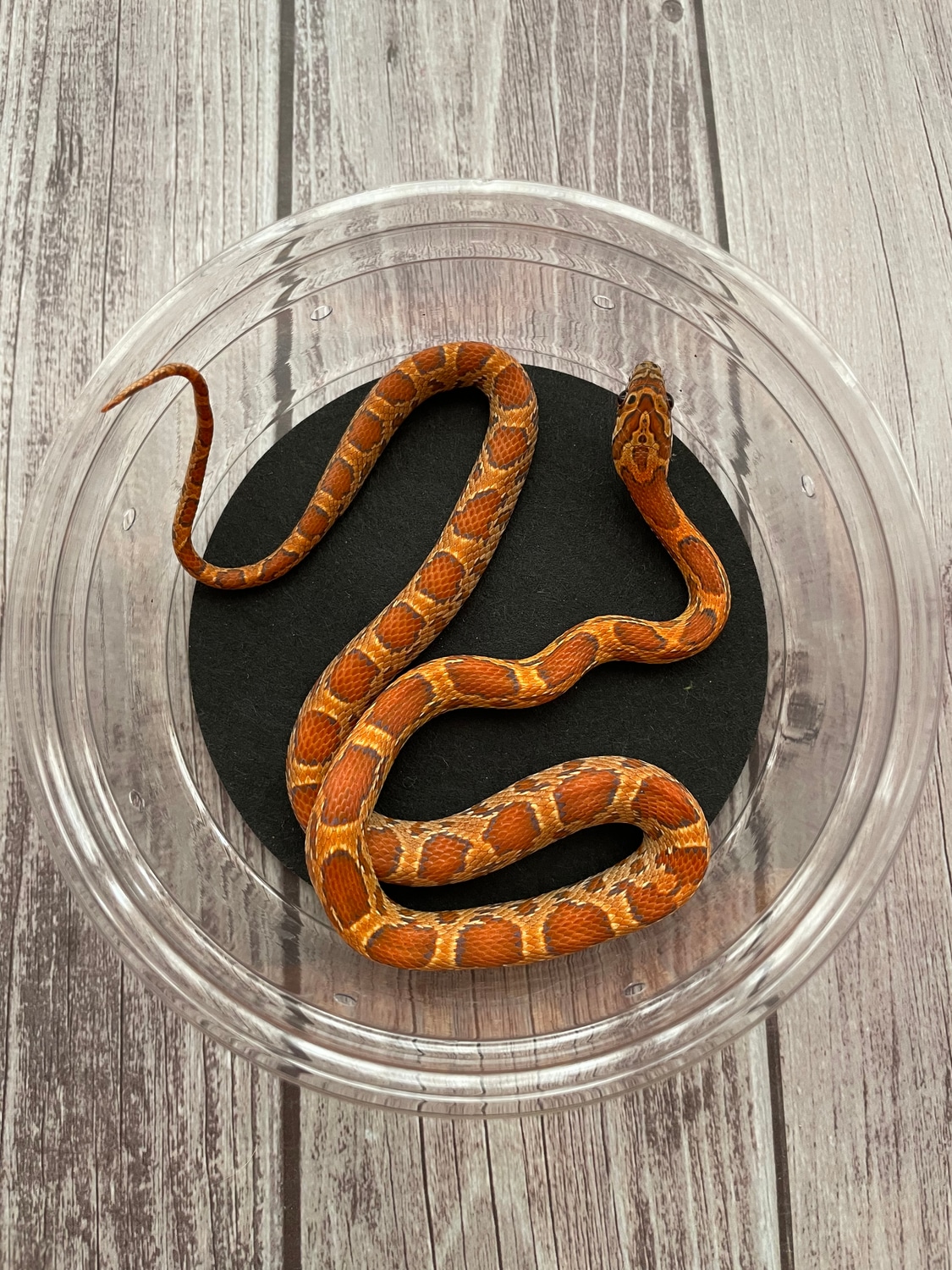 Sunkissed Okeetee Corn Snake by SevenHeaded Serpents MorphMarket
