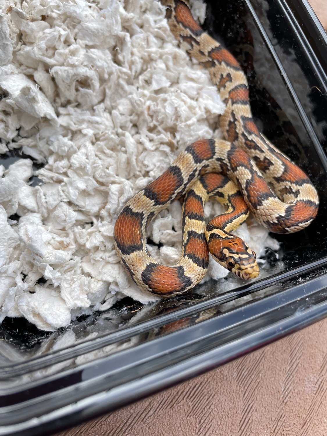 Hybrid Yearling Corn Snake by SevenHeaded Serpents MorphMarket