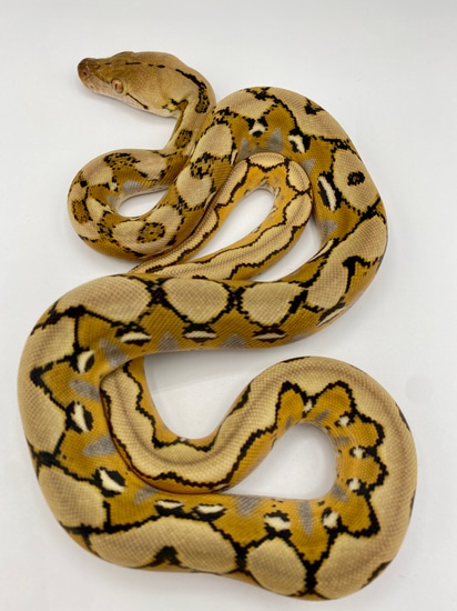 Platinum 66% Poss Het Purple Reticulated Python by Seven Meter Serpent ...