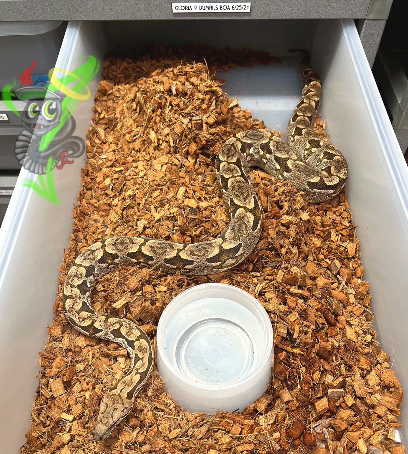 Dumeril’s Boa Ball Python by Sevens Serpents - MorphMarket