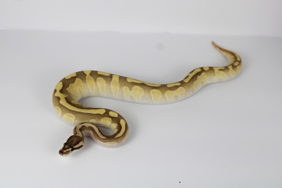 Enchi Fire Lesser (OD) 100% Het DG Ball Python by Strictly First Class ...