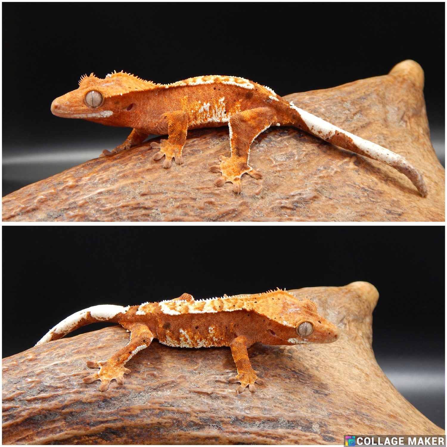 Harlequin White Patterning Crested Gecko by Giggle Geckos - MorphMarket