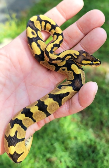 Firemon Python Snake OrangeDream Fire Ball Python by Scott Prior Snakes