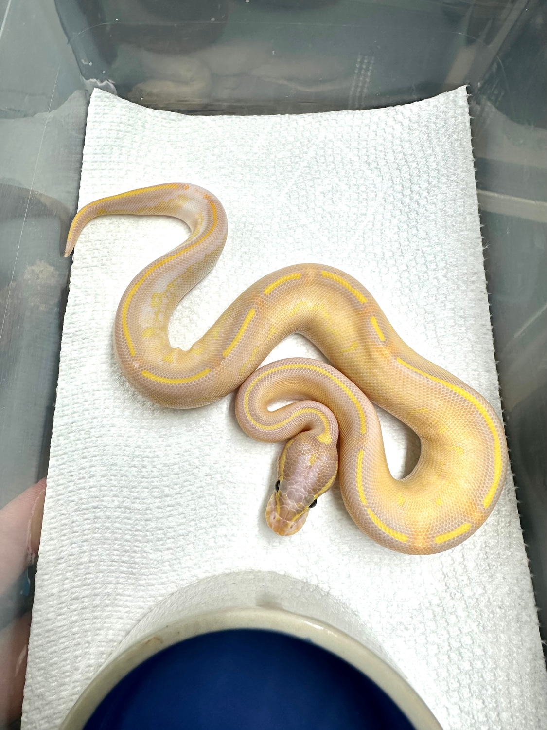 Banana Highway Plus Ball Python by Sfreddo's Serpents MorphMarket