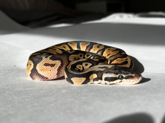 Pastel Male 2022 Ball Python by Scales, Tails, and Fangs Creations