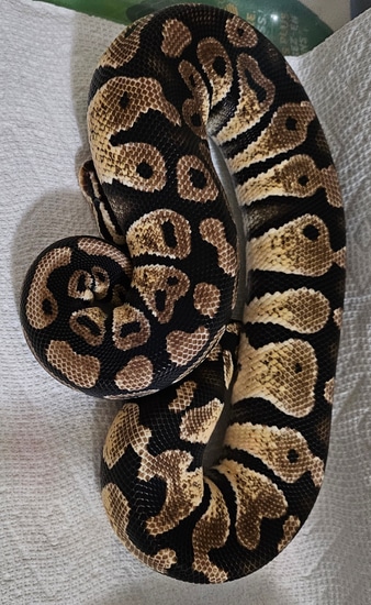 2 Female Het Tri-Stripes Ball Python by Bailey's Northern B.P.