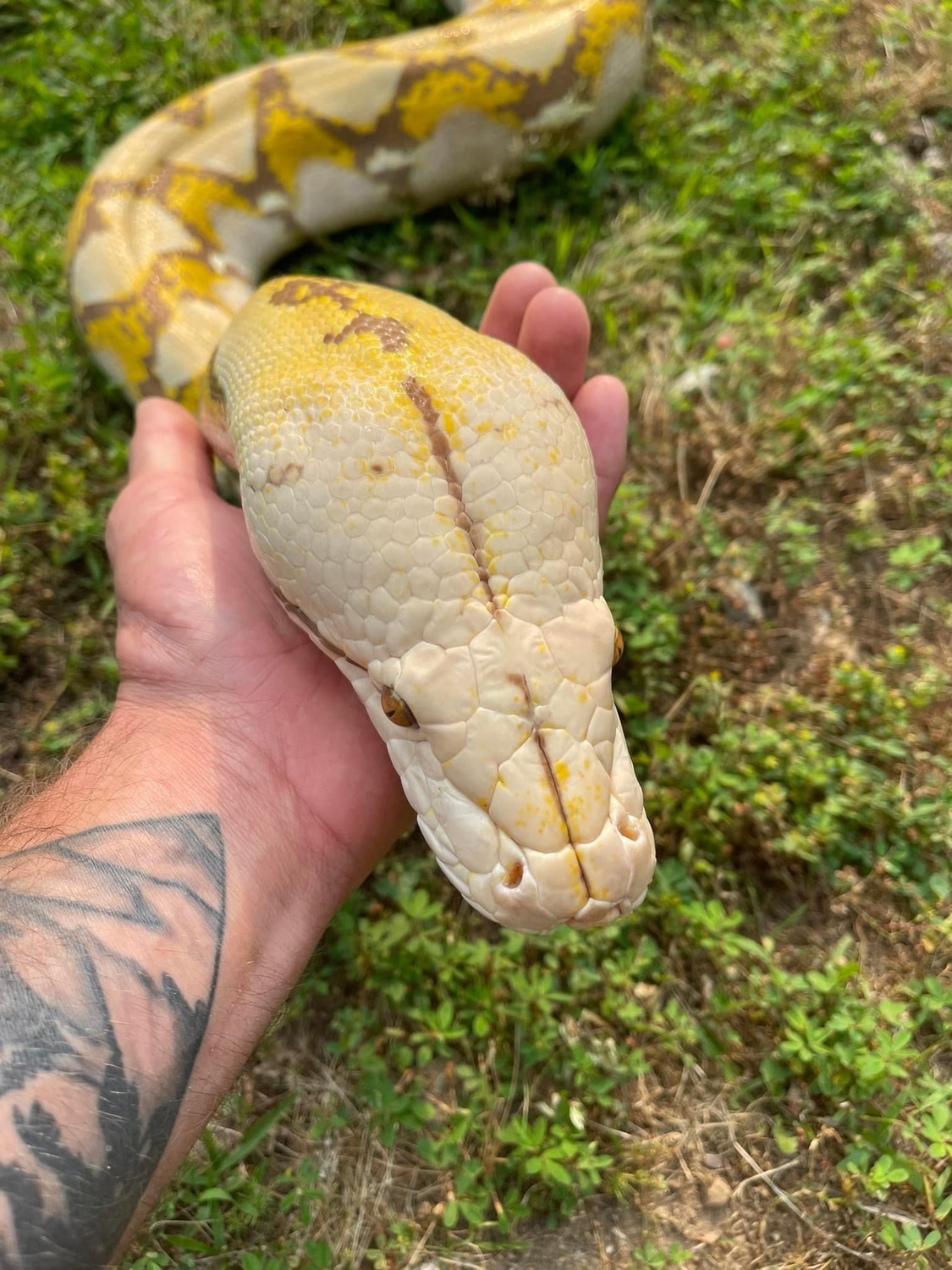 Orange Glow Het Purple Reticulated Python by C&A Exotics LLC - MorphMarket