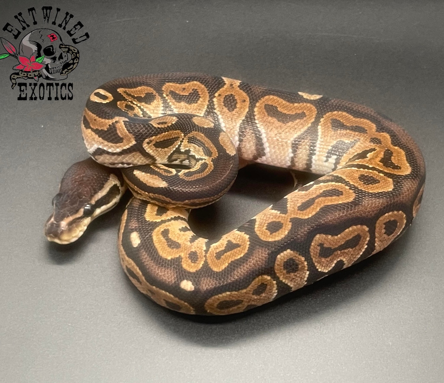 Cinnamon Ball Python by Entwined Exotics - MorphMarket