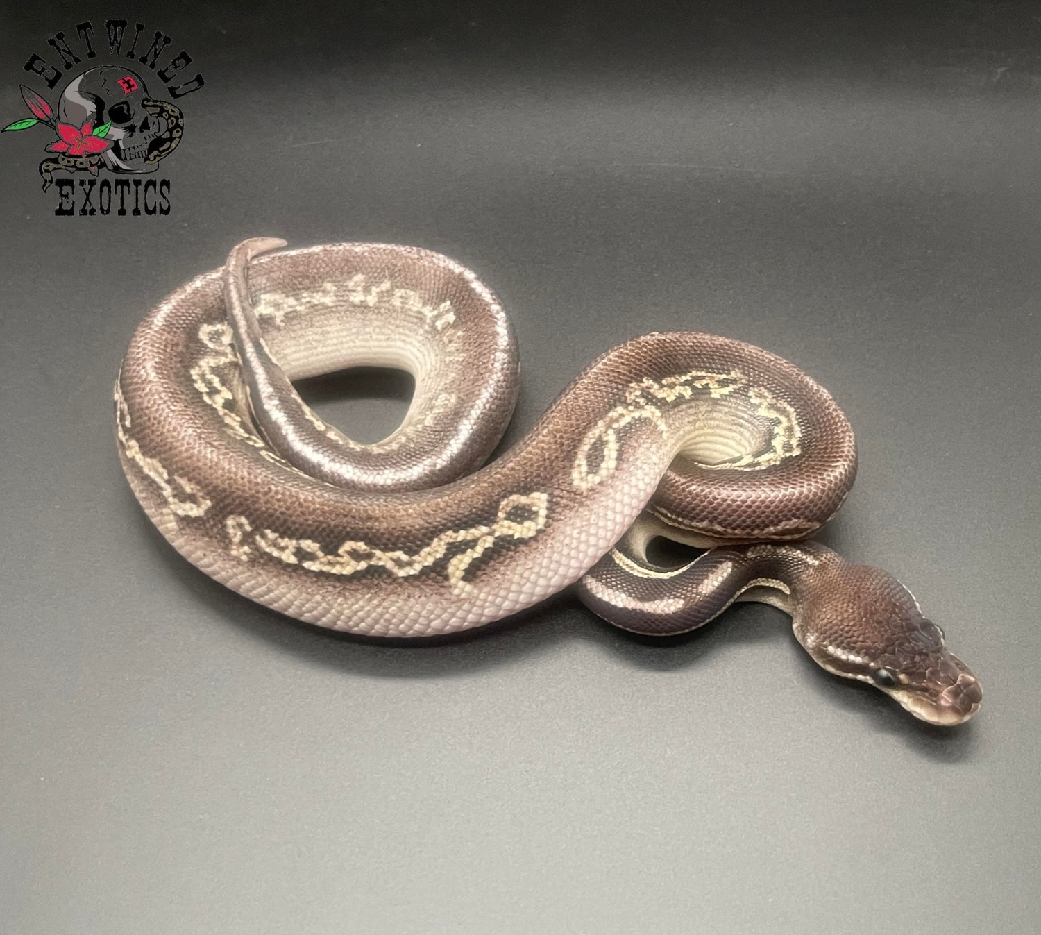 Blackhead Cinnamon Pastel Yellowbelly Ball Python by Entwined Exotics ...