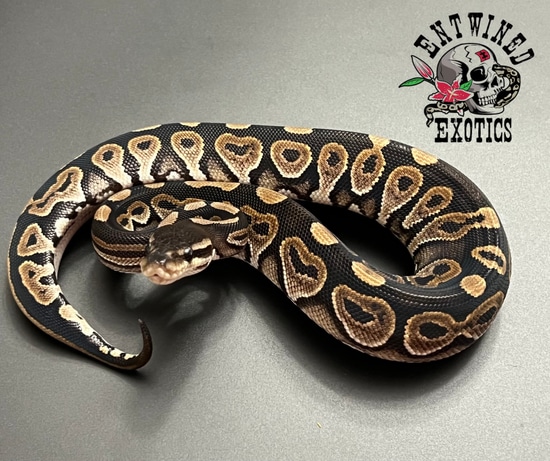 Ivory Blackhead Adult Ball Python Blackhead Ball Python by Entwined Exotics