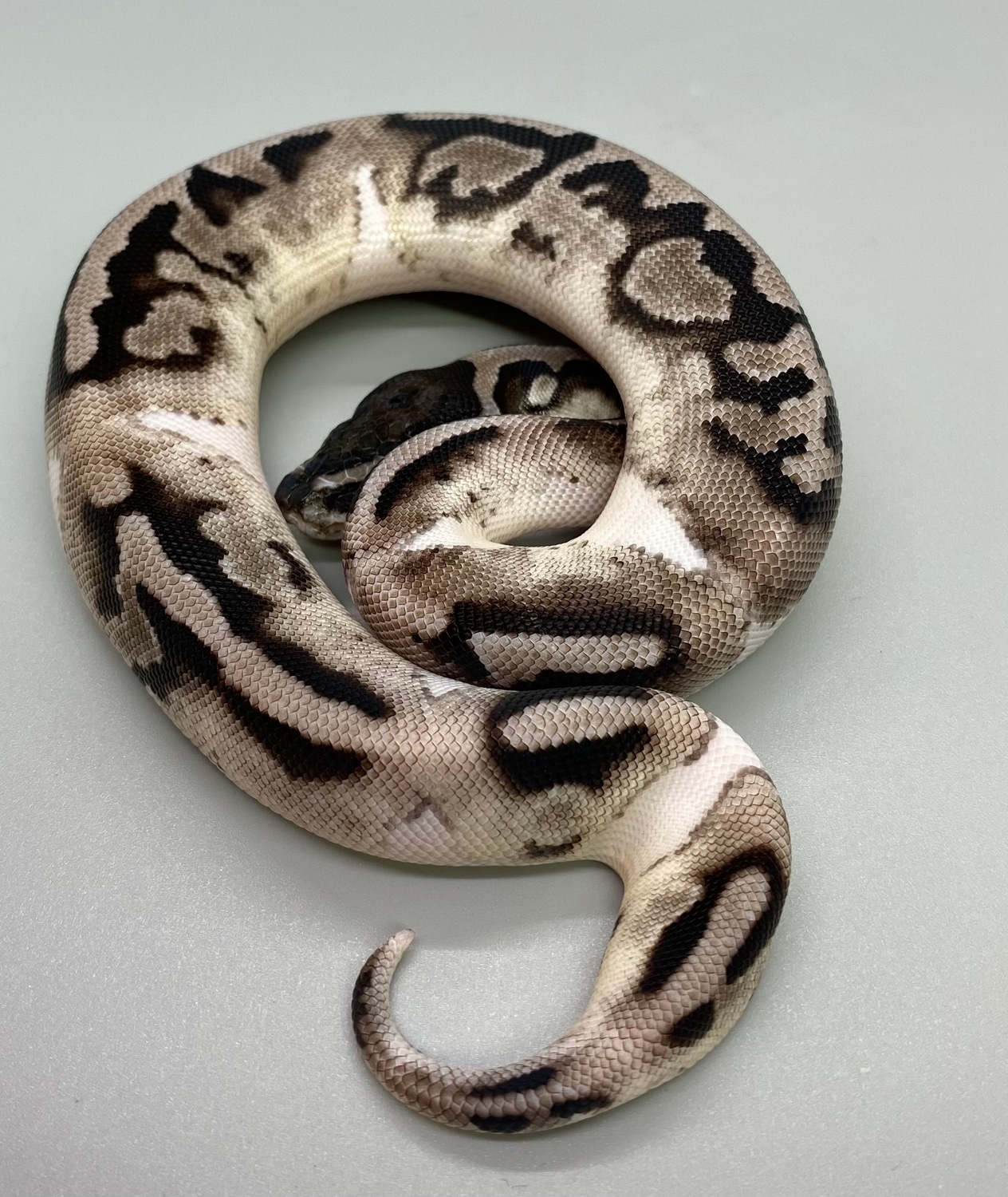 Vpi Axanthic Enchi Piebald Ball Python by Bishops Ball Pythons ...