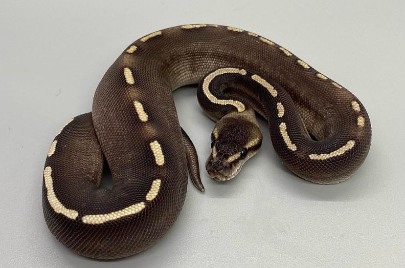 Chocolate Ghi Mojave Het Hypo Ball Python by Bishops Ball Pythons ...