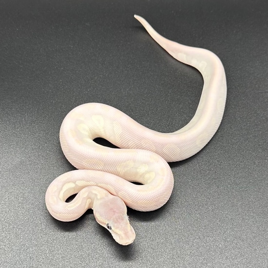 Opal Diamond Ball Python by Small Town Xotics