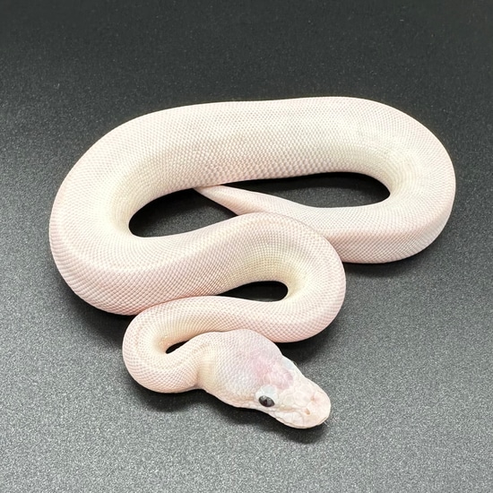 Banana Mojave Russo Ball Python by Small Town Xotics