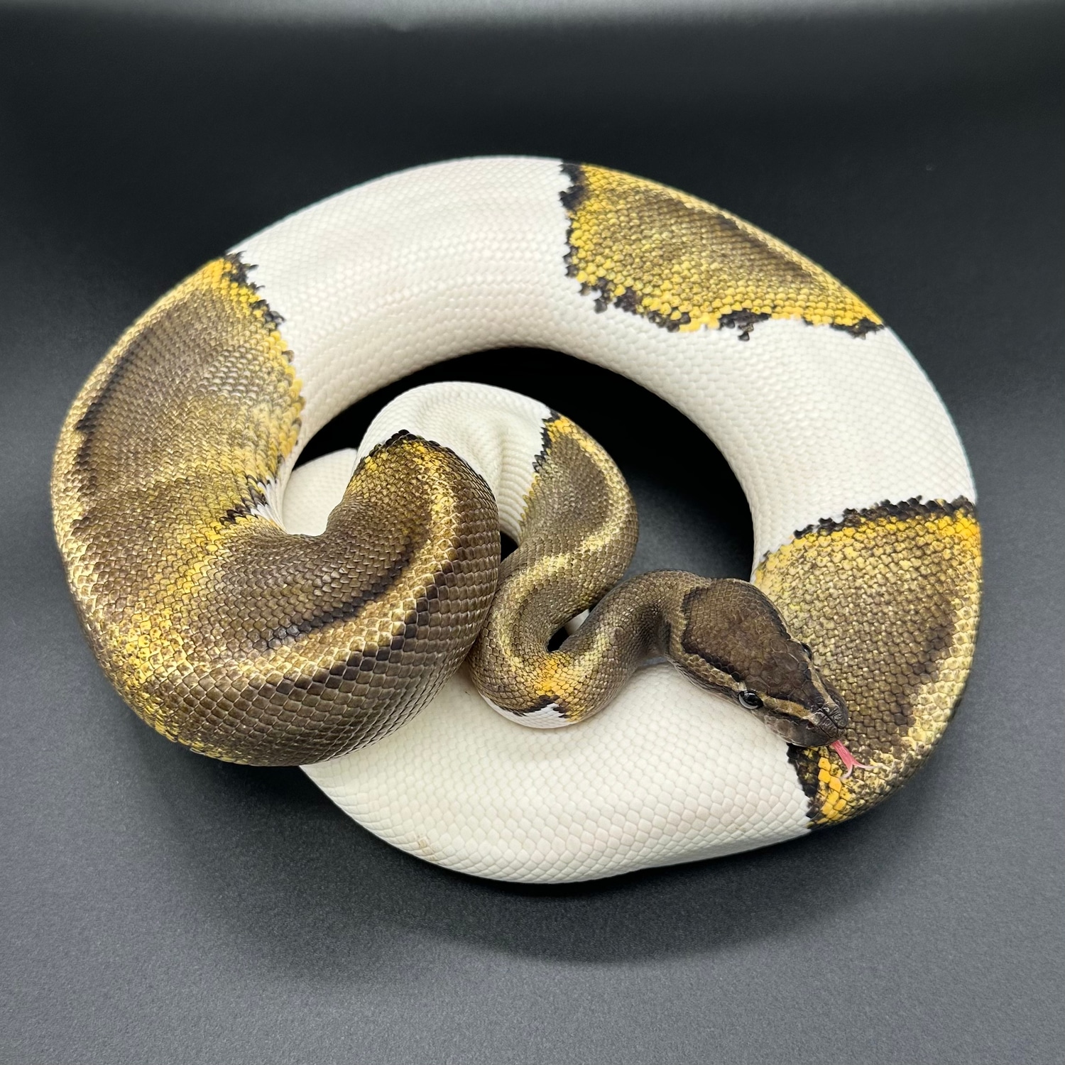 PROVEN BREEDER GHI Pied Ball Python by Small Town Xotics MorphMarket