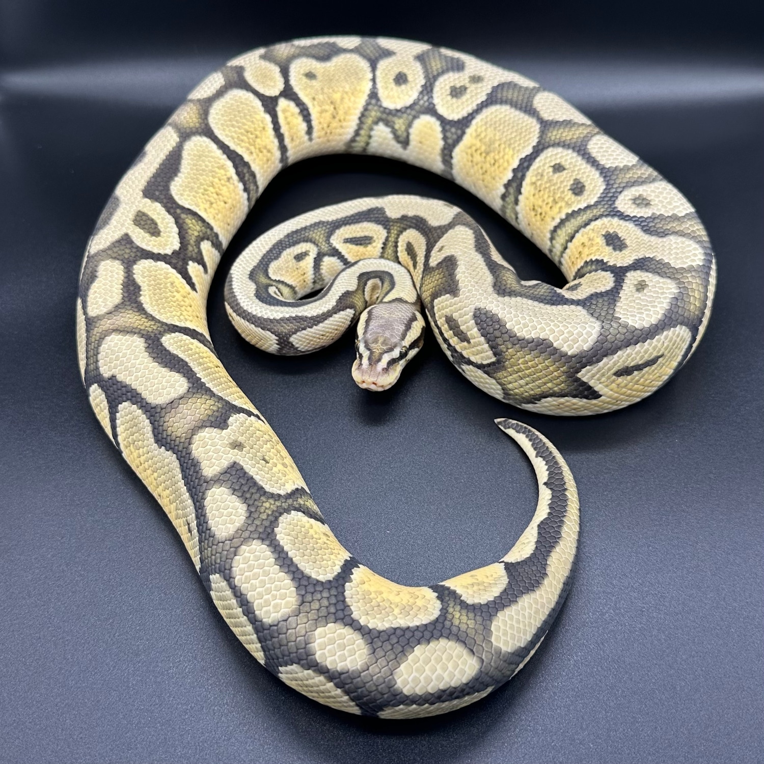 RTB Super Pastel Enchi Hypo Het DG Ball Python by Small Town Xotics ...