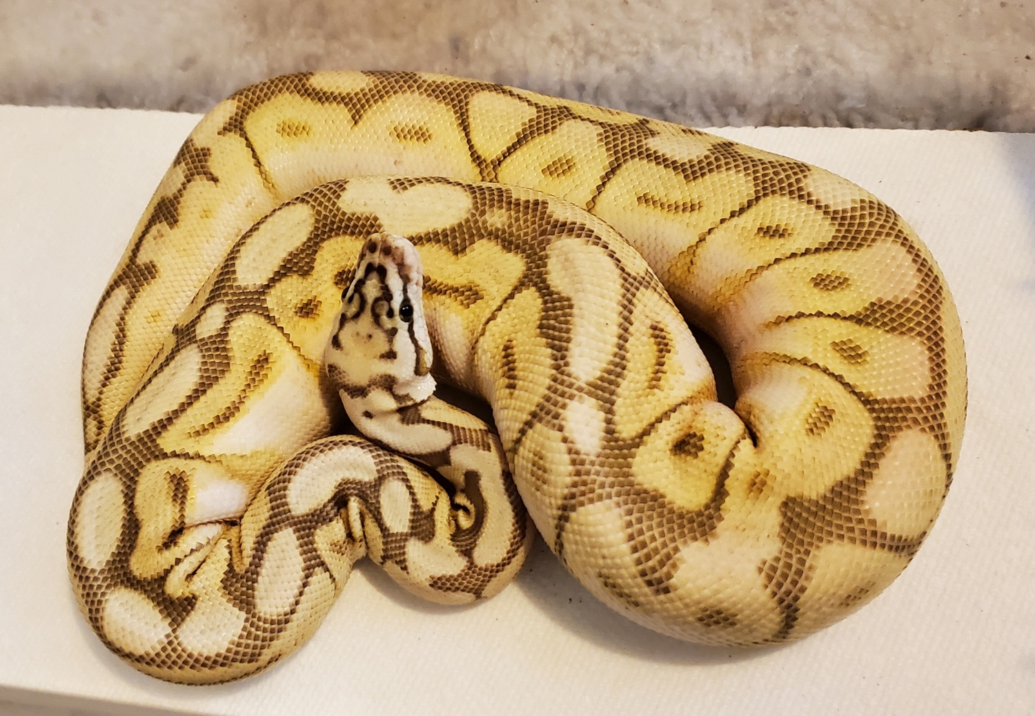 QueenBee Spotnose 100% Het Clown Ball Python by SKR - MorphMarket