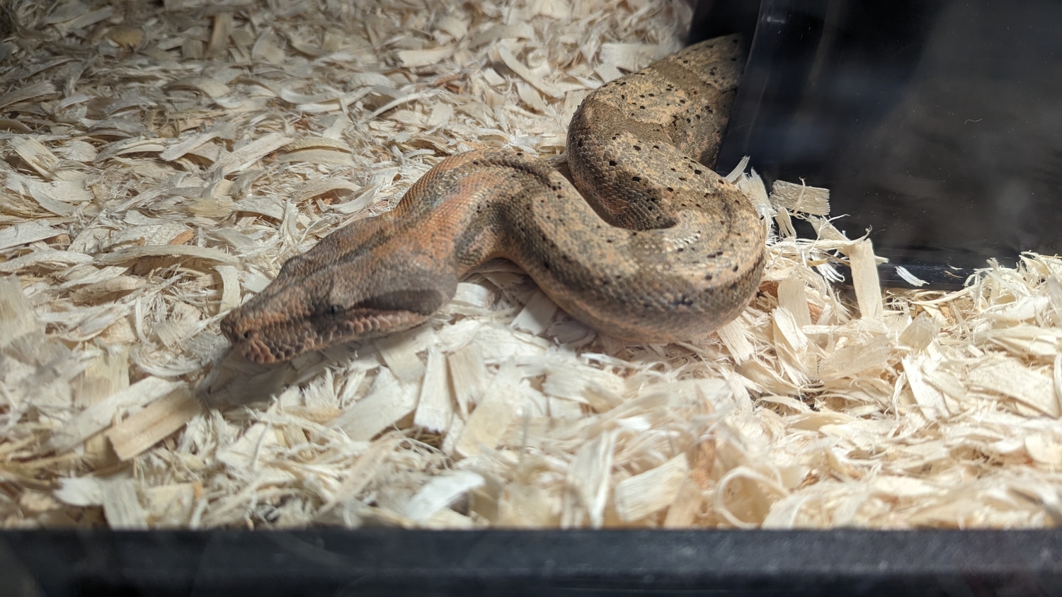 Pure Hog Island Boa Constrictor by Shane's Snakes MorphMarket