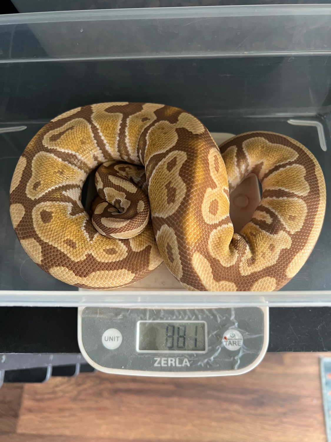 Ultramel Ball Python by Plants and Pythons MorphMarket