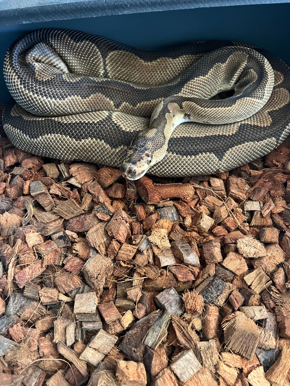 Clown Ball Python by Plants and Pythons MorphMarket