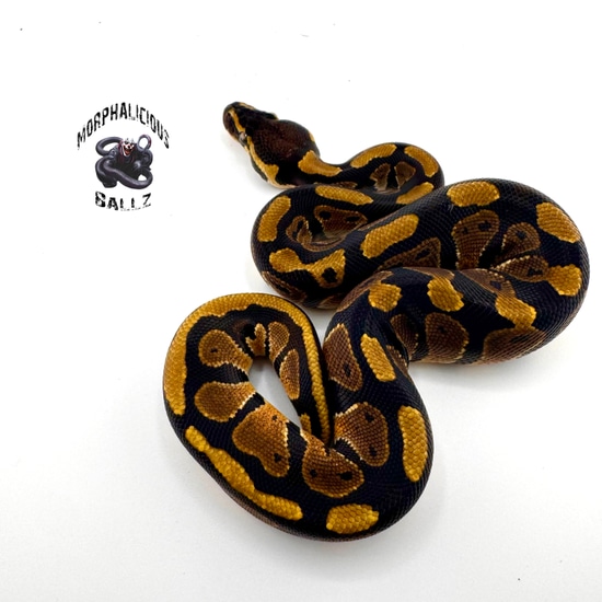 Normal Ball Python by Morphalicious ballz