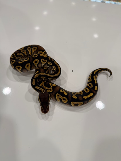 Black Head Yellow Belly Pastel Ball Python by VLD Exotics
