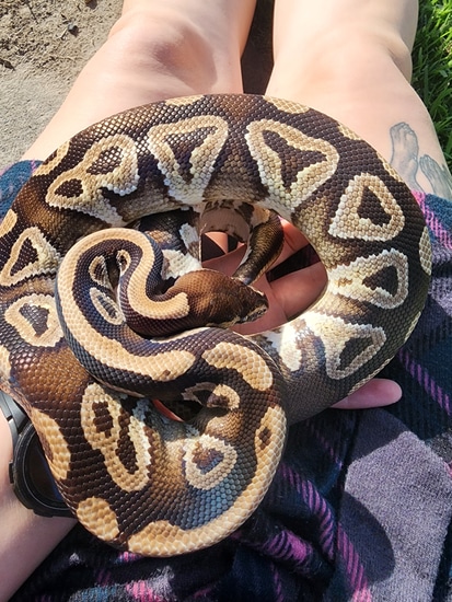 7yo Mojave Ball Python by Holmes hobbies