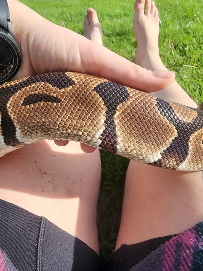 11 Yo Normal Ball Python by Holmes hobbies
