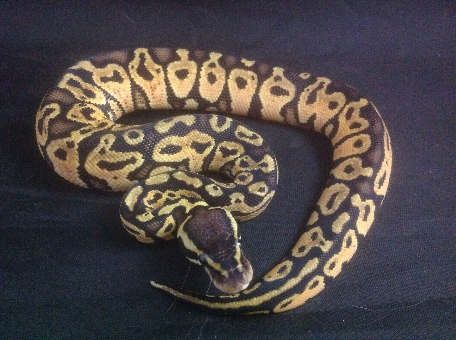 Blitz Pastel Ball Python by Hardy Reptiles Store - MorphMarket