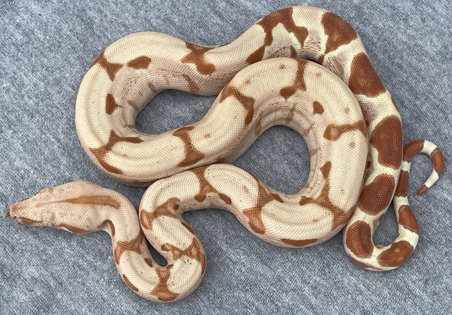Red Pastel Line Paraglow Boa Constrictor by Kevin Hasley MorphMarket