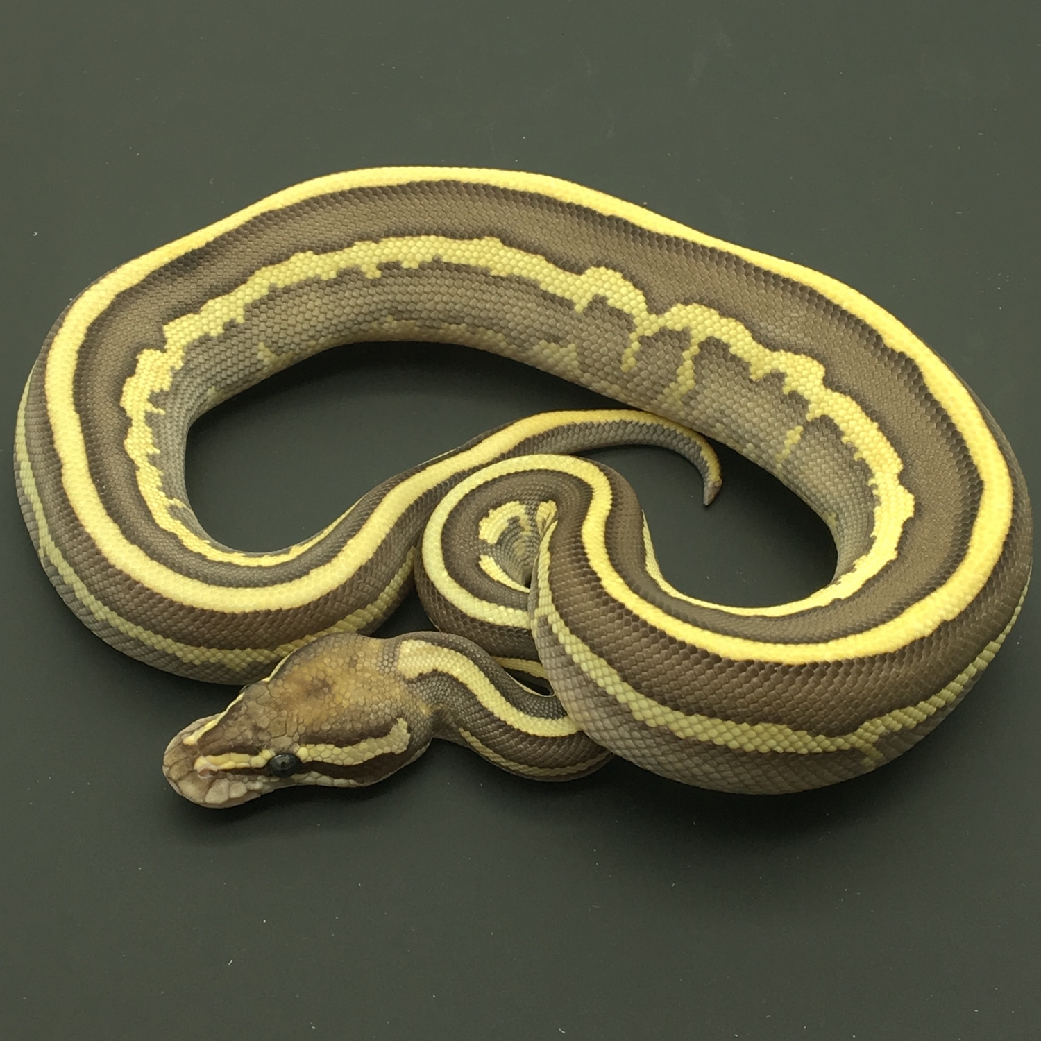Leopard Fire Lesser Yellow Belly Ball Python by Shawn Barnett Reptiles ...