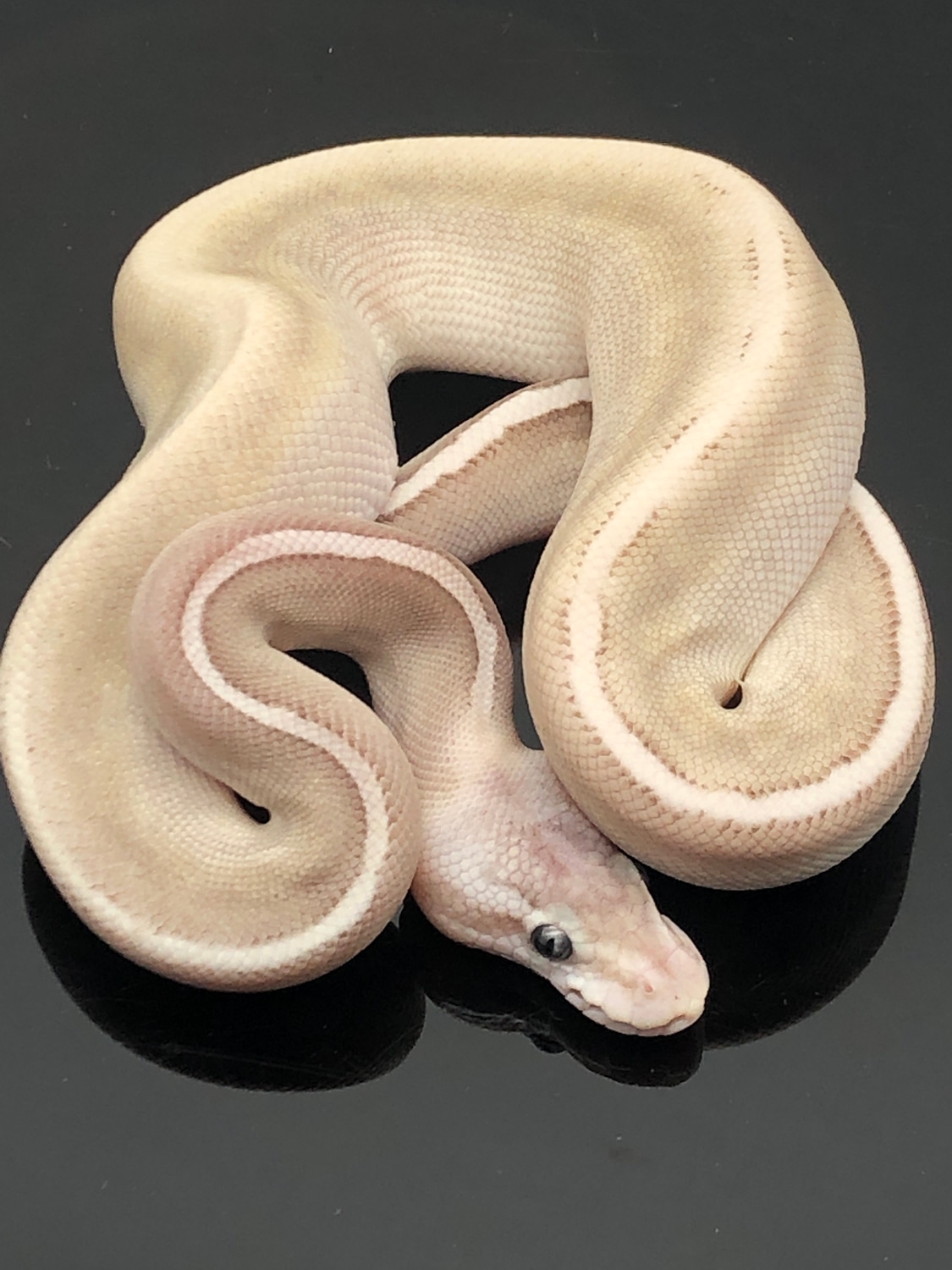 GHI,Cinnamon,Lesser,Pastel Ball Python by Shawn Barnett Reptiles ...