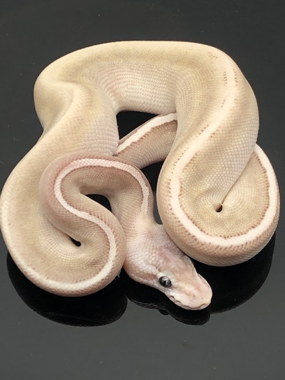 GHI,Cinnamon,Lesser,Pastel Ball Python by Shawn Barnett Reptiles ...