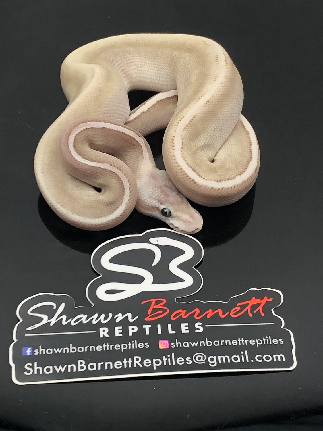 GHI,Cinnamon,Lesser,Pastel Ball Python by Shawn Barnett Reptiles ...