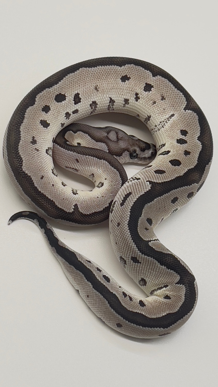 VPI Axanthic Clown Ball Python by Shawn Barnett Reptiles - MorphMarket
