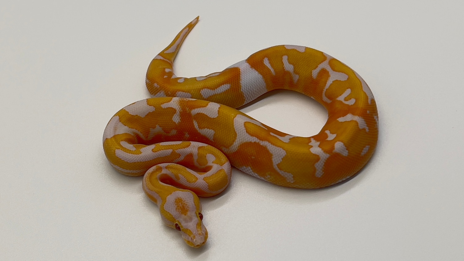 Dreamsicle Ball Python by Shawn Barnett Reptiles - MorphMarket