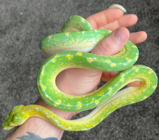Blueline Designer Green Tree Python by Vivid Arboreals