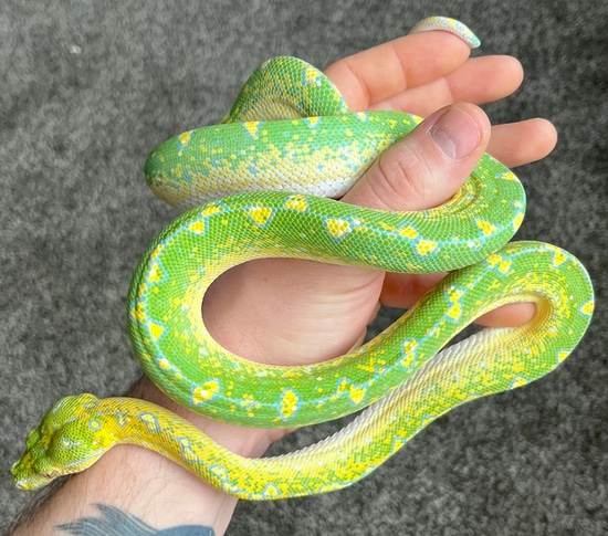 Blueline Green Tree Python by Vivid Arboreals