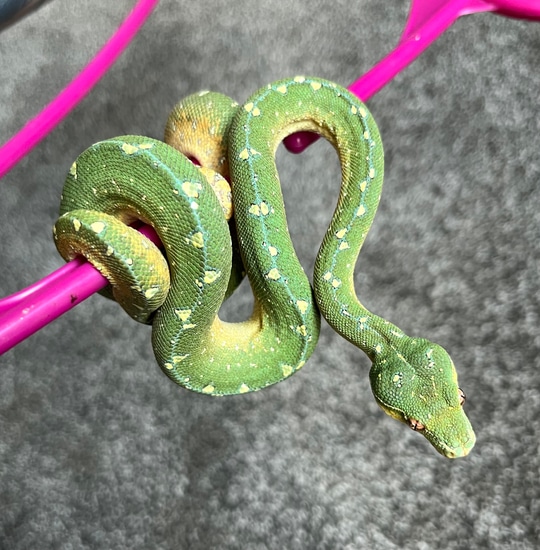 Arfak OC/Calico X Lemontree/Calico Green Tree Python by Vivid Arboreals