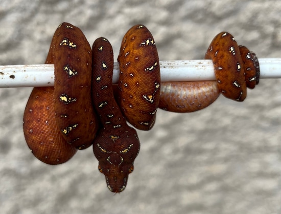 Blueline X Aru Green Tree Python by Vivid Arboreals