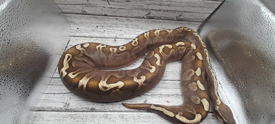Ghi Lesser Yb Ball Python by Old Troy City Reptiles